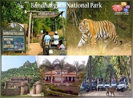 Tourist Places Near - बांधवगढ़ नेशनल पार्क